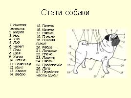 Предки собак, слайд 14