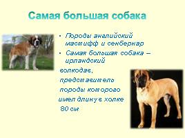 Предки собак, слайд 8