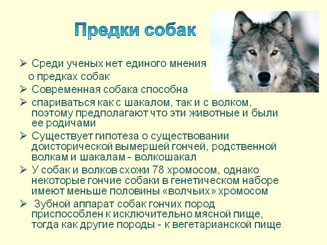 Предки собак. Предки Волков и собак. Предки современных собак. Волк предок собаки. Происхождение собак от Волков.