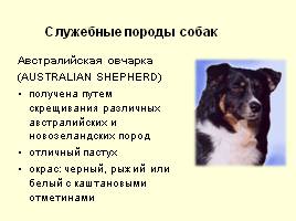 Разновидности собак, слайд 11