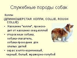 Разновидности собак, слайд 12