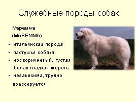Разновидности собак, слайд 13