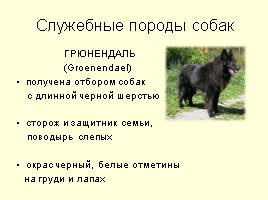 Разновидности собак, слайд 14