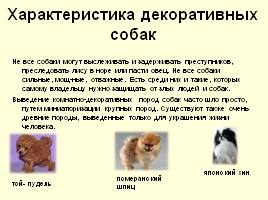Разновидности собак, слайд 19