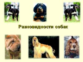 Разновидности собак, слайд 2