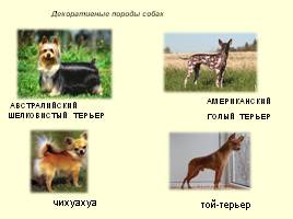 Разновидности собак, слайд 20
