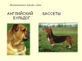 Разновидности собак, слайд 21