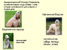 Разновидности собак, слайд 25