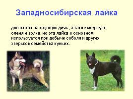 Разновидности собак, слайд 26