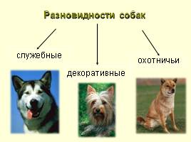 Разновидности собак, слайд 3