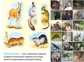 Млекопитающие, слайд 2