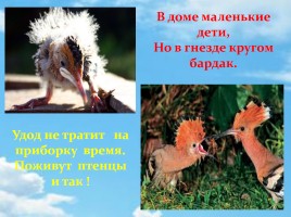 Удод – птица России 2016 года, слайд 10
