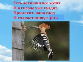 Удод – птица России 2016 года, слайд 14
