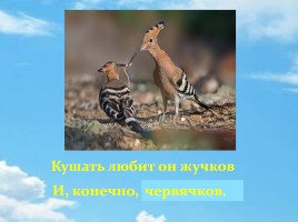 Удод – птица России 2016 года, слайд 15