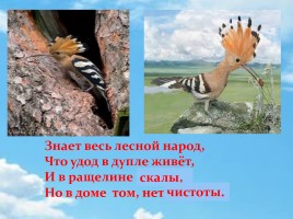 Удод – птица России 2016 года, слайд 16