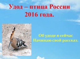 Удод – птица России 2016 года, слайд 2