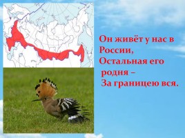 Удод – птица России 2016 года, слайд 3
