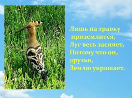Удод – птица России 2016 года, слайд 4