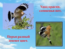 Удод – птица России 2016 года, слайд 5