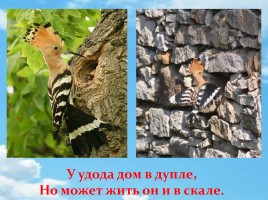 Удод – птица России 2016 года, слайд 8