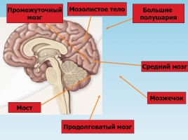 Нервная система, слайд 17