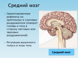 Нервная система, слайд 21