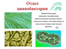 Оксифотобактерии, слайд 4