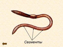 Тип «Кольчатые черви», слайд 4