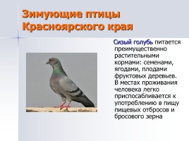 Учебно-исследовательская работа «Лучшая кормушка для птиц», слайд 5