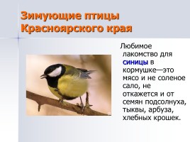 Учебно-исследовательская работа «Лучшая кормушка для птиц», слайд 7