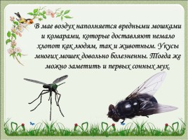 Весна в мире насекомых 2 класс, слайд 16
