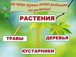 Весеннее пробуждение растений, слайд 2