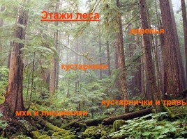 Леса России, слайд 4