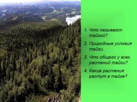 Леса России, слайд 5