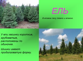 Леса России, слайд 6