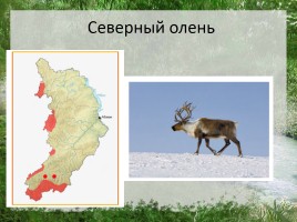 Редкие животные Республики Хакасия, слайд 11