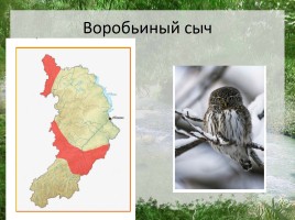 Редкие животные Республики Хакасия, слайд 5
