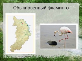 Редкие животные Республики Хакасия, слайд 6