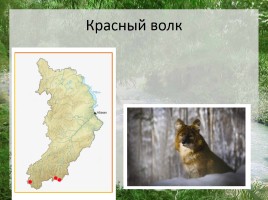 Редкие животные Республики Хакасия, слайд 7