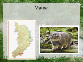 Редкие животные Республики Хакасия, слайд 8