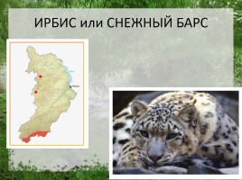 Редкие животные Республики Хакасия, слайд 9