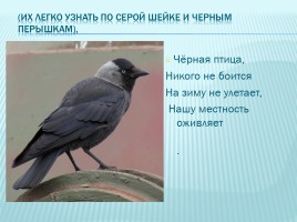 Зимующие и перелетные птицы Краснодарского края, слайд 11