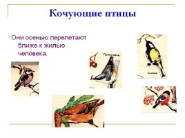 Зимующие и перелетные птицы Краснодарского края, слайд 12