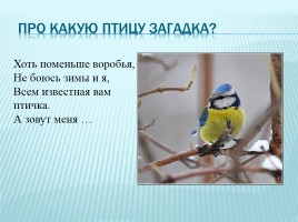 Зимующие и перелетные птицы Краснодарского края, слайд 13