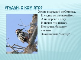 Зимующие и перелетные птицы Краснодарского края, слайд 14