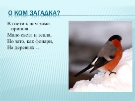 Зимующие и перелетные птицы Краснодарского края, слайд 15