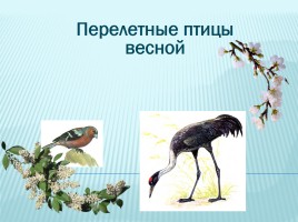 Зимующие и перелетные птицы Краснодарского края, слайд 16