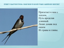 Зимующие и перелетные птицы Краснодарского края, слайд 17