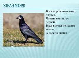 Зимующие и перелетные птицы Краснодарского края, слайд 18