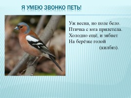 Зимующие и перелетные птицы Краснодарского края, слайд 19